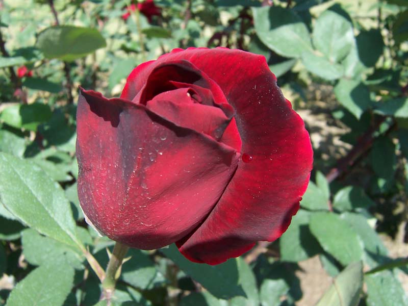 Mister Lincoln Rose.jpg